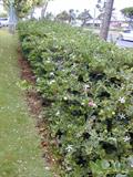 Natal Plum
